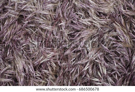 Two color background. Yellow and purple brown texture. Spikelet nature background
