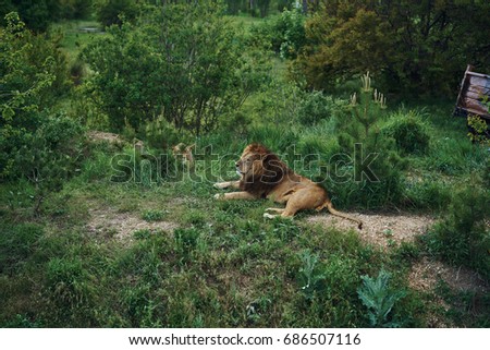 The lion in the park is resting                               