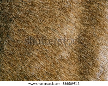Texture of a surface of a natural wool of a wild animal