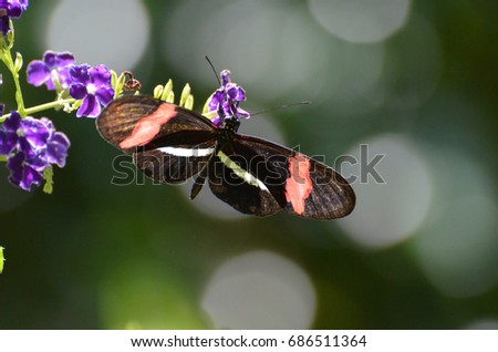 Pretty picture postman butterfly with wings spread.