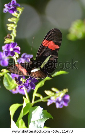 Tiny purple flowers with a common postman butterfly.