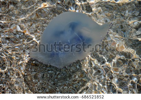 Jellyfish in the Black Sea
