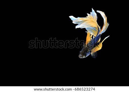 The Siamese fighting fish the freshwater fish who have amazing colorful on body,fin and long tail