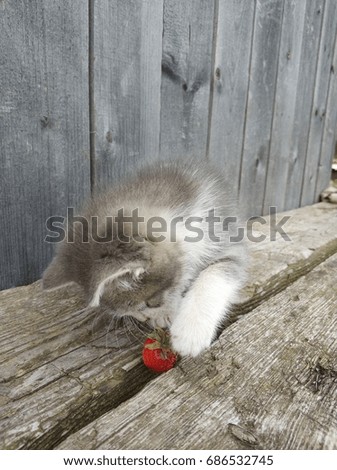 Kitten plays with strawberries on a wooden background