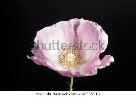 Decorative poppy