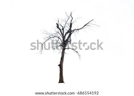 Dead tree on a white background