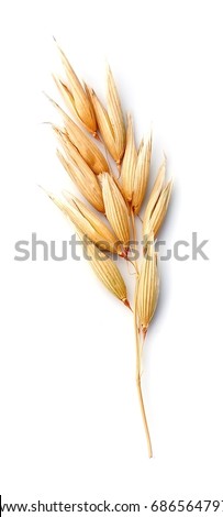 Oat plant isolated on white isolated closeup . Royalty-Free Stock Photo #686564797