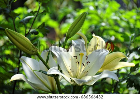 White lilies in the sunlight against blurred green sunny background