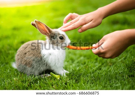 a rabbit eating carrot give by human on the green grass.
