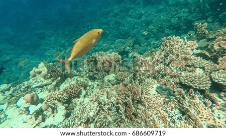 The underwater world of the Red Sea. Marsa Alam