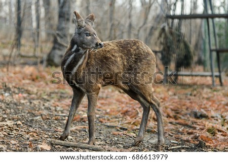 Siberian musk deer, a rare pair hoofed animal with fangs Royalty-Free Stock Photo #686613979