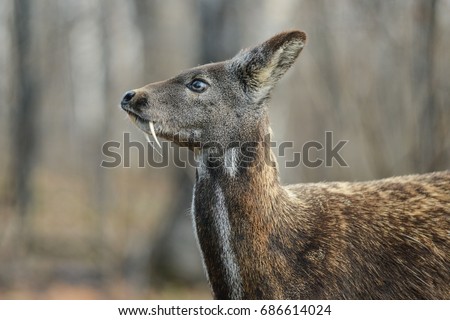 Siberian musk deer, a rare pair hoofed animal with fangs Royalty-Free Stock Photo #686614024