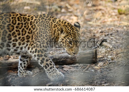 Far Eastern leopard strong fast wild animal