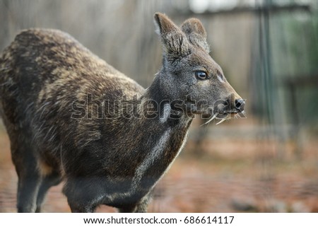 Siberian musk deer, a rare pair hoofed animal with fangs Royalty-Free Stock Photo #686614117