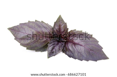 Close up of fresh red basil herb leaves isolated on white background. 