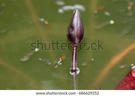 Abstract picture of a budded water lily standing in the green water pond