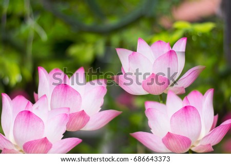 Many lotus flower or water lily  in the picture on the green background 