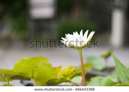  Lotus flower or water lily  in the picture on the green background 
