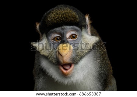 Portrait of Red tail monkey, or Schmidt's guenon Cercopithecus ascanius ape Isolated on Black Background Royalty-Free Stock Photo #686653387