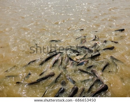 Fish herd swimming on water surface in river