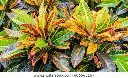 Garden Croton Leaves. For background usage.