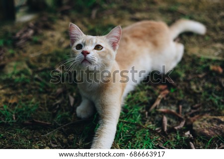 a cute little kitten playing around the trees. nature and pet concept