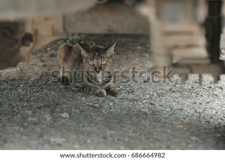 Under truck cat
