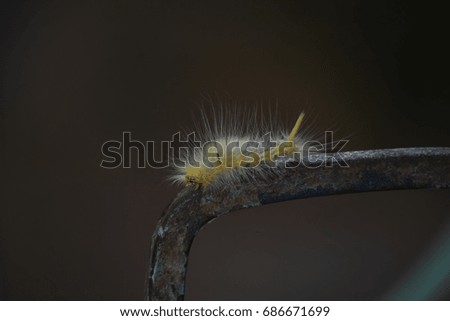 Hairy Caterpillar on Rusty Steel