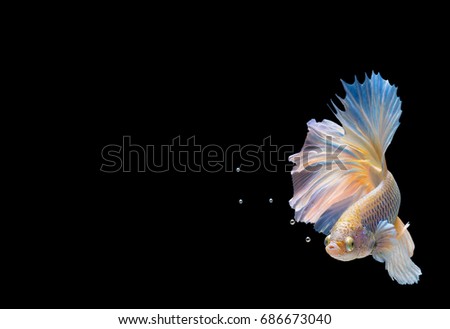 isolated betta fish color white or Siam fighting fish on white background, with clipping path