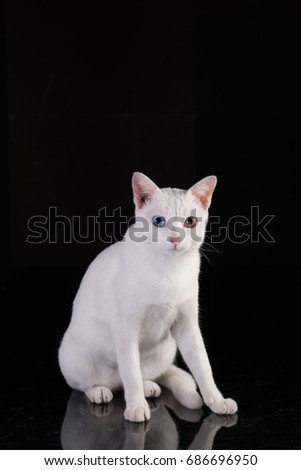 White cat with two color eyes in black background and colorful chair, Thailand Khao Manee