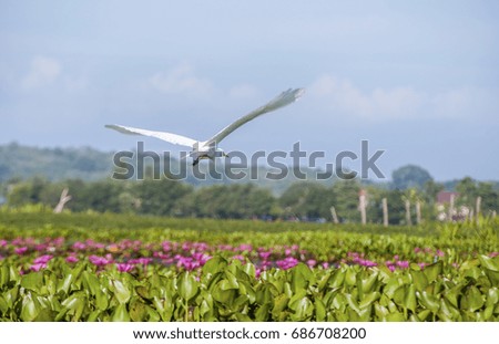The picture of a flying Stork.