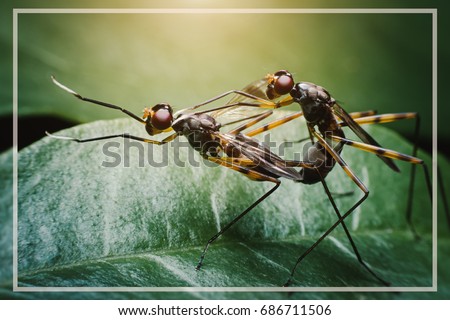 Insects are mating on leaves.Small winged animals are intertwined on green leave.Propagation of animals.Sexual reproduction. Royalty-Free Stock Photo #686711506