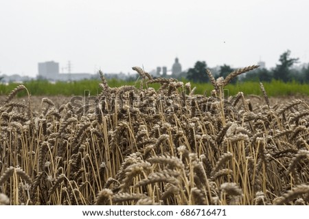 wheat field plantation with city in the background