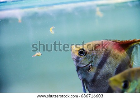 Manacupuru Red Back Angelfish (Pterophyllum sp.) Eating Fairy Shrimp