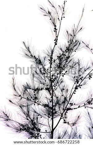silhouette of tree branches on white background