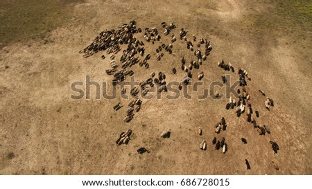 Herd of sheep grazing top view