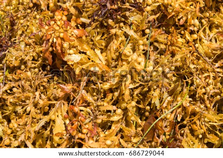 Large quantities of Sargassum seaweed lay ashore at the "Anse Michel" beach in Martinique