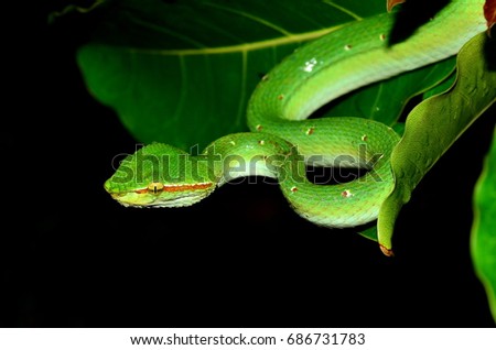 Green pit vipers and Black background