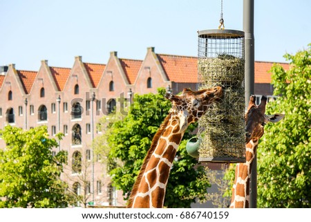 Couple of giraffes in an urban setting Royalty-Free Stock Photo #686740159