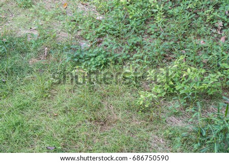 Top view green grass natural background.