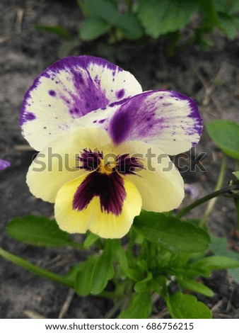 Flower Pansy