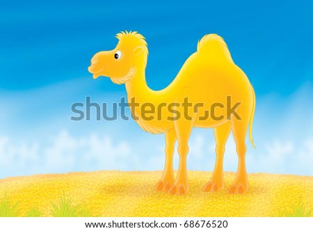 One-humped camel going in a hot desert