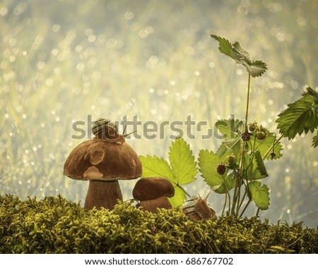 Still life with mushrooms