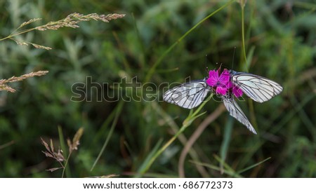 Butterflies on purple carnation closeup