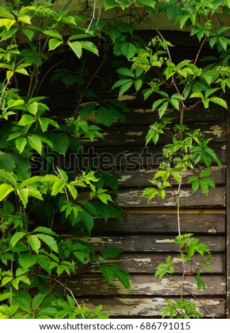 Horizontal old wooden fence covered in natural ivy vine frame. Vertical nature background. Foliage wild grapes on vintage wooden wall. Green leaves on plank.