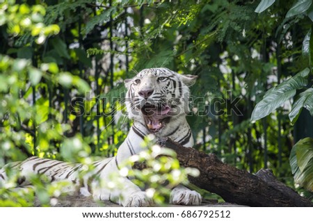  White Tiger lying on the rocks.