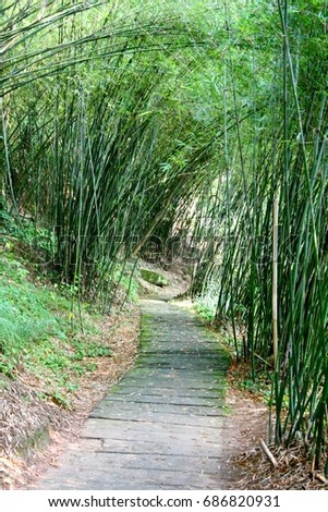 Walk through the bamboo forest of the giant panda breeding research base in Chengdu, Sichuan, China