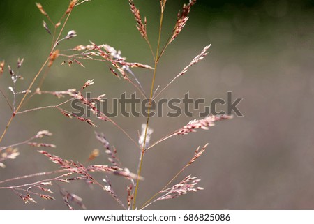 flowering red grass on left /shallow focus on forming seeds