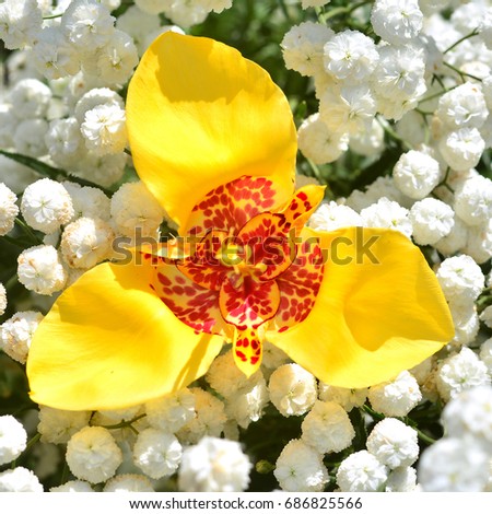 Beautiful yellow flower in the garden Tigridia on a yarrow background. Top view, flat