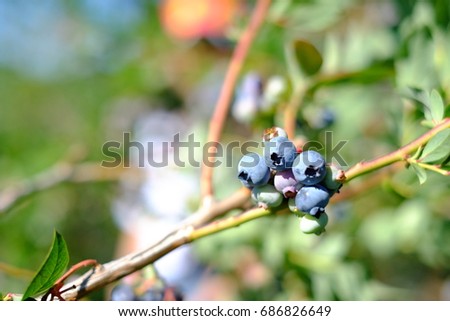 Blueberries on a blueberry branch